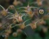 Epimedium Amber Queen